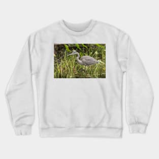 A Great Blue Heron fishing - Mud Lake, Ottawa, Canada Crewneck Sweatshirt